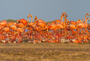 Flamingo Gotomeer Bonaire