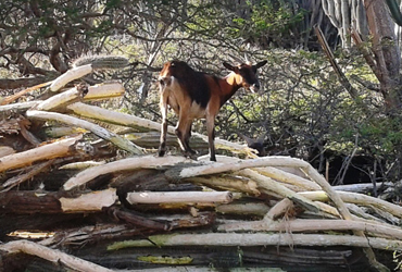 Goat Bonaire