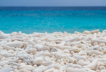 Heart shaped coral bonaire