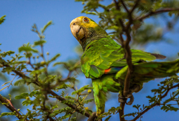 Trupial Bonaire